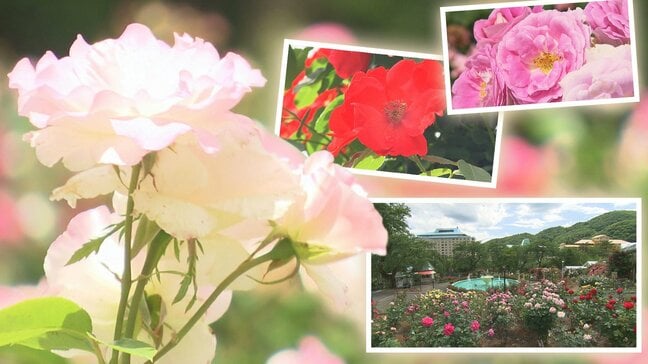 約450種類、5000株が咲き乱れる花巻温泉のバラ園は今が見ごろ　バラにちなんだスイーツも　岩手|TBS NEWS DIG