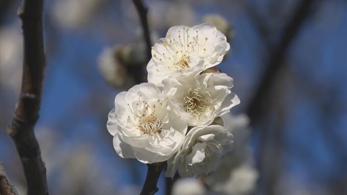 青空に映える凛とした花　長浜天満宮の白梅　|　BSSニュース | BSS山陰放送