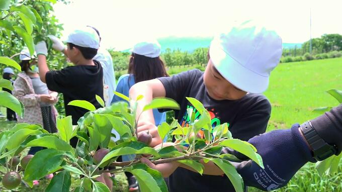 小学生たちがリンゴの実すぐり作業を体験　地域の基幹産業を学ぶ　|　青森のニュース│ATV NEWS│青森テレビ