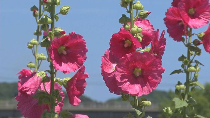 島根県浜田市　タチアオイの花が見頃に　|　BSSニュース | BSS山陰放送