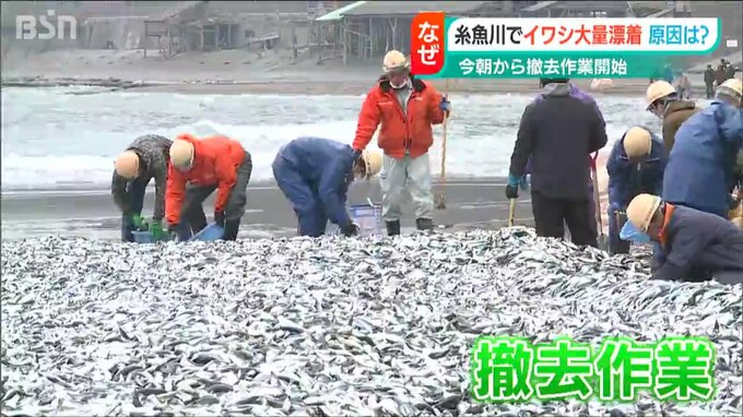 “大量漂着イワシ”撤収作業は終わりなき戦い　一部は飼料会社が引き取りも…　新潟県糸魚川市|TBS NEWS DIG