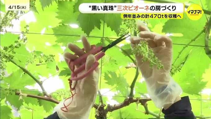 「黒い真珠」三次ピオーネの房づくり　例年並み計470トンの収穫見込む　広島・三次市|TBS NEWS DIG