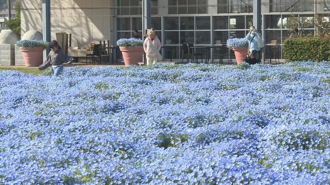 青空と一体の景色　５００株ネモフィラが見頃　山口・山陽小野田　|　山口のニュース・天気・防災｜tys NEWS｜ｔｙｓテレビ山口