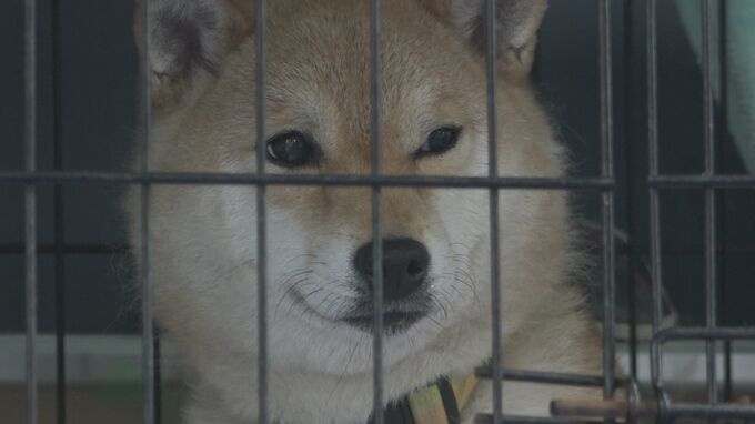 近隣住民から「犬を散歩させている」“苦情電話”　保護した柴犬23匹の行き場なくなる　飼い主が突然逮捕され…富山　|　富山のニュース｜天気・防災｜チューリップテレビ