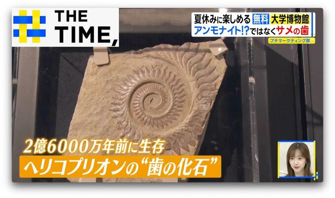 泳ぎ出しそうなほどリアルな“化石の水族館”…夏休みに無料で楽しめる大学博物館【THE TIME,】 |TBS NEWS DIG