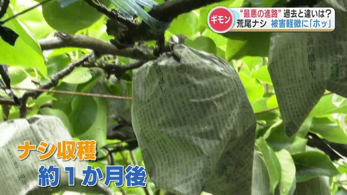 “のろのろ”台風10号「危機乗り越えたナシ」食べて 進路に翻ろうされた農家 　熊本・荒尾市|TBS NEWS DIG