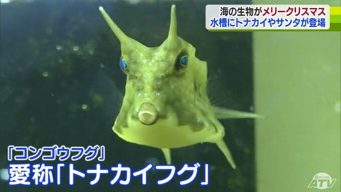 クリスマスムードを高める「トナカイフグ」「オジサン」「チンアナゴ」…　クリスマス連想させる生き物8種類・約80匹が展示|TBS NEWS DIG