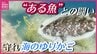 「海のゆりかご」藻場いかに守るか　背景にアイゴが関係か…漁業者、大学、市民ら対策に奔走　　|　RCC NEWS | 広島ニュース | RCC中国放送