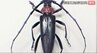 特定外来生物に指定「クビアカツヤカミキリ」被害で長野・阿部知事が会見・警戒呼びかけ「農業や観光に大きな被害を及ぼすおそれ…」光沢ある黒い体、首の部分が赤い…幼虫がサクラやモモなどの樹木に入り、食い荒らして木を枯らす　|　SBC NEWS | 長野のニュース | SBC信越放送