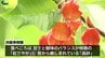 食べごろは「紅さやか」と「高砂」　10種類の味が楽しめる農園　旬を迎えサクランボ狩り始まる　盛岡市　|　IBC NEWS | IBC岩手放送