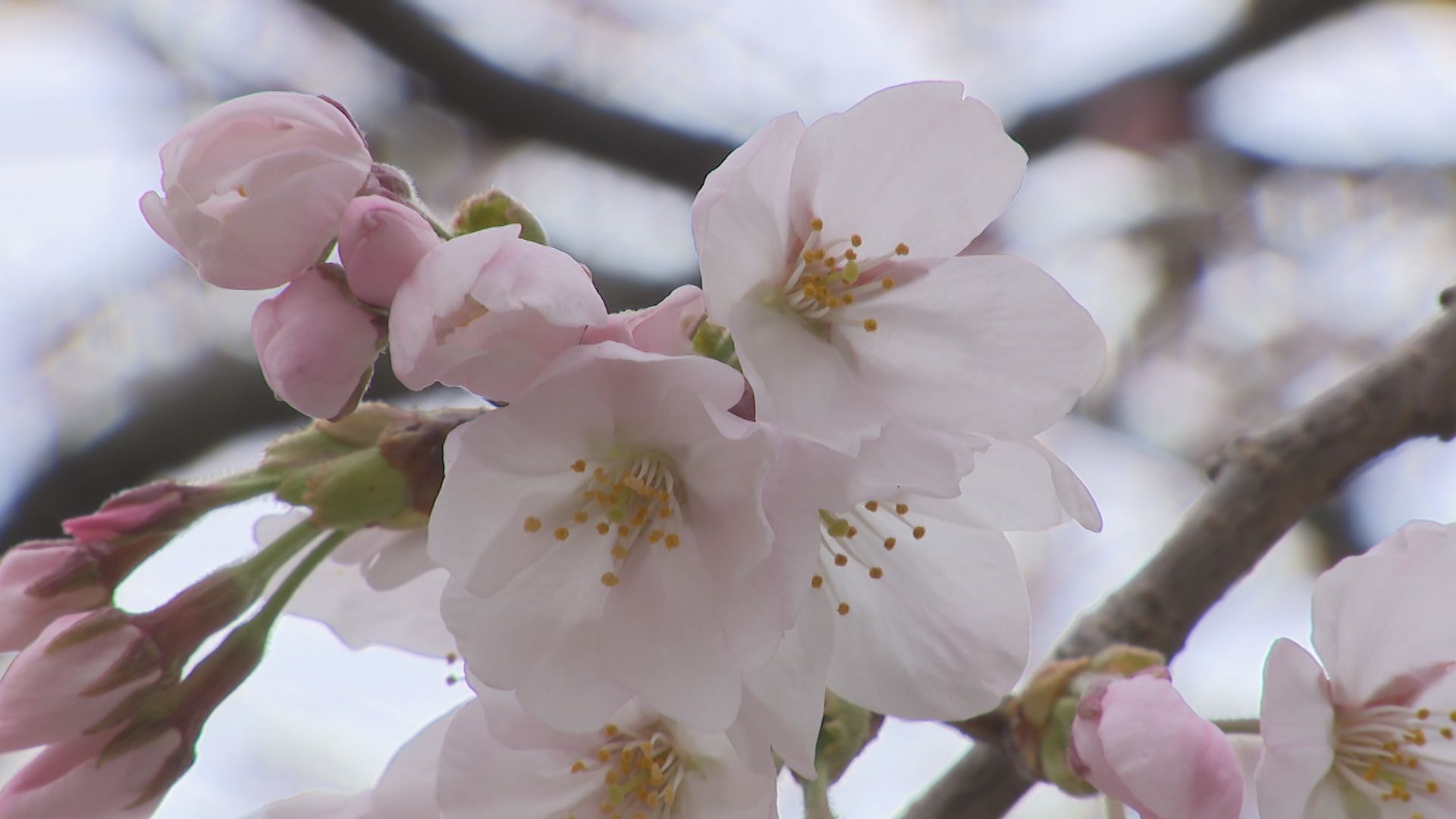 金沢・3日には桜満開迎える 2日から兼六園・「観桜期」無料開放 | 石川