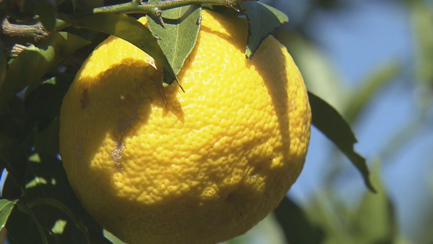 ｢奥伊勢ゆず｣の収穫が始まる　香りが強く爽やかな酸味　ジュース・ポン酢・カステラなどに加工