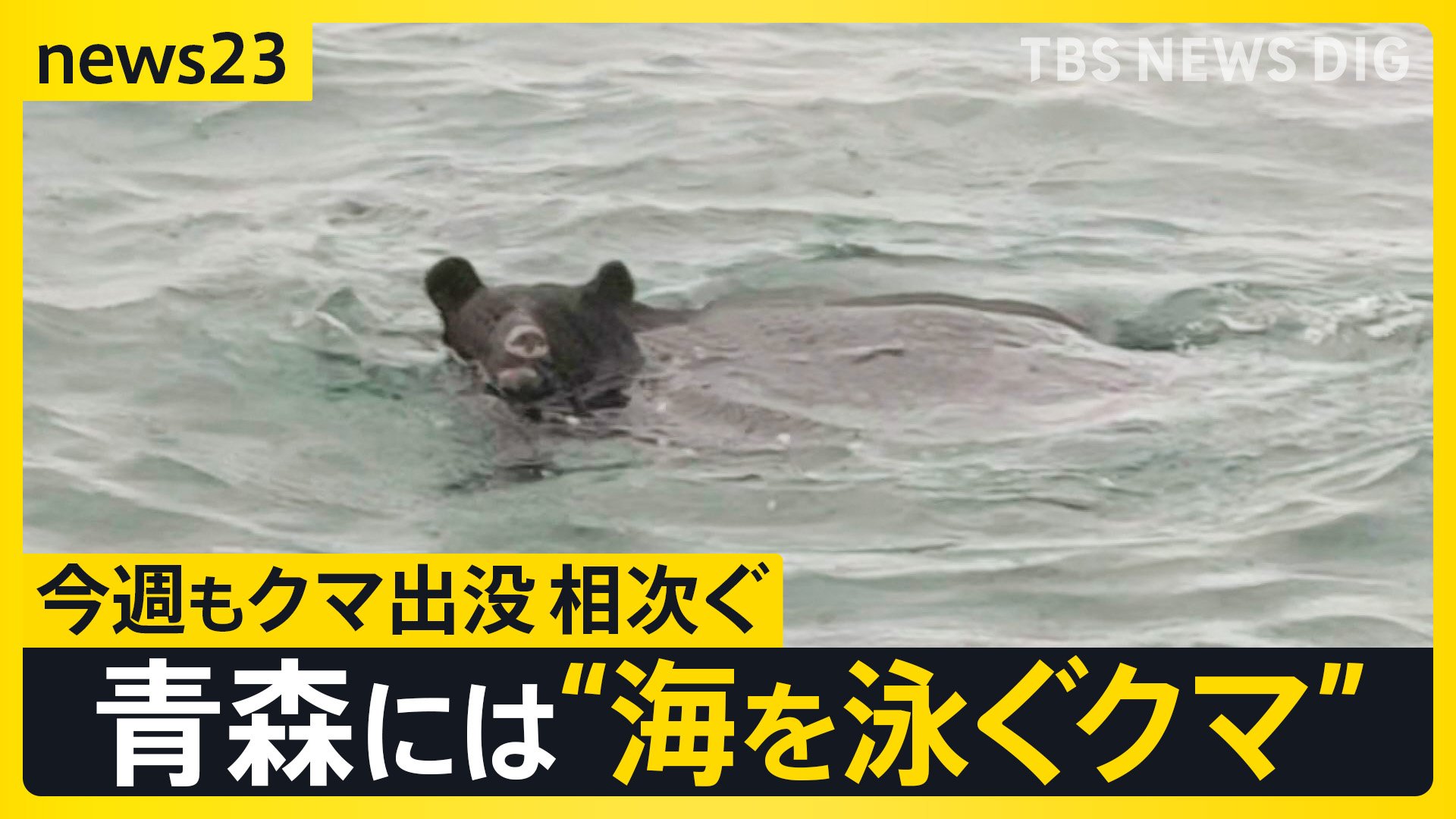 漁師が見た“海を泳ぐクマ” 今週も各地で相次いだクマ出没…政府は人の