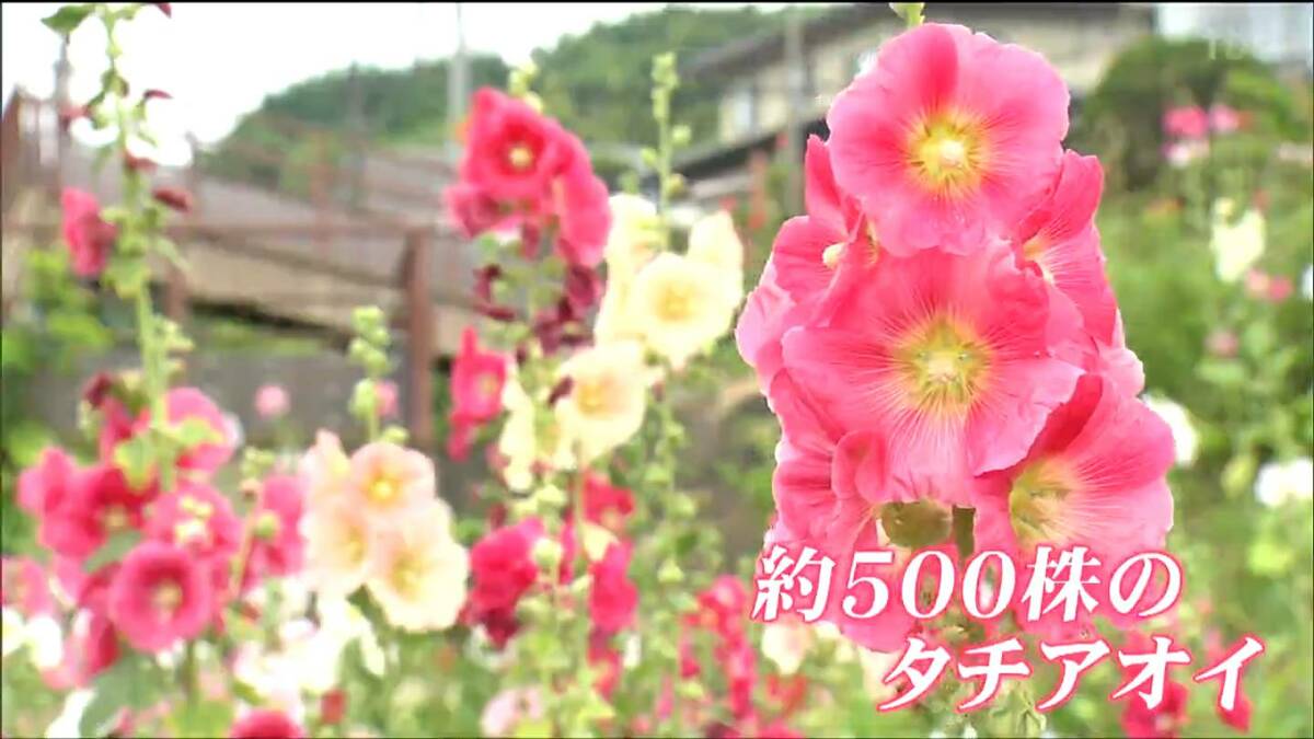 赤やピンク、白、黒と、色とりどり」500株のタチアオイが見頃 仙台