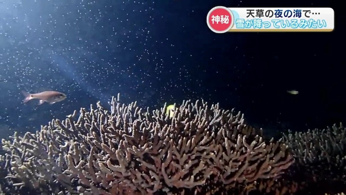 まるで海中の雪」 ダイバーが捉えた神秘の光景 サンゴの産卵 | 熊本の
