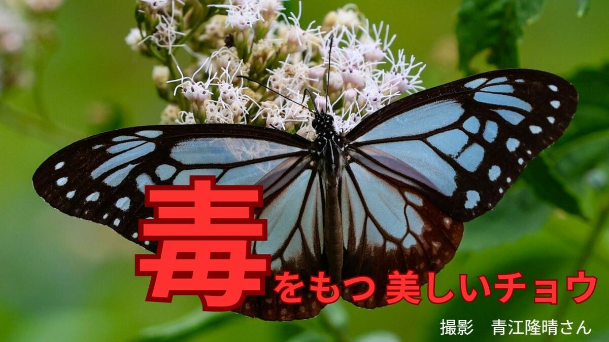 毒をもつ美しいチョウ「アサギマダラ」は「鬼滅の刃」のあの
