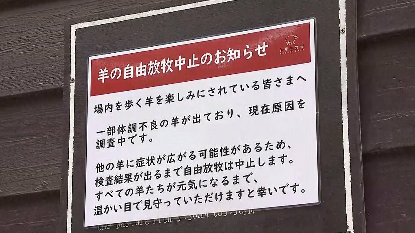 感染症?ヒツジやヤギの“口の皮ただれる”“歯茎から出血”症状相次ぐ…放牧を中止 神戸・六甲山牧場 担当者「病名は見当がつかない」 | TBS ...
