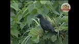 いまの4倍以上もカラスが飛び交っていた東京都心 「どうぶつ奇想天外!」取材班が目の当たりにした、カラスの“栄枯盛衰”(どうぶつ奇想天外/WAKUWAKU)|TBS NEWS DIG