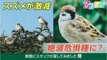 なぜ?「スズメ」が激減 “絶滅危惧種”に?スタッフが都内で探してみた【ひるおび】|TBS NEWS DIG