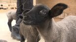 牧場でベビーラッシュ！ カワイイ！ ヒツジの赤ちゃんが70匹誕生　ミルクやエサやり体験も　GWは山梨へ|TBS NEWS DIG