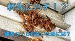 「ハチが軒下に集まっている!?」害虫駆除の専門家が解説「帰宅難民バチをみかけたときの対処法」|TBS NEWS DIG