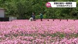 約5万本が咲き誇る 西都市の民家でナデシコの花が見ごろ | MRTニュース | MRT宮崎放送