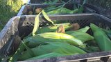 今年は約1200tの出荷を見込む 中央市で特産品・トウモロコシの収穫始まる | 山梨のニュース | UTYテレビ山梨