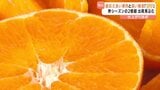 「甘みと酸味のバランスもちょうどいい」愛媛オリジナルのかんきつ「甘平」の出荷始まる|TBS NEWS DIG