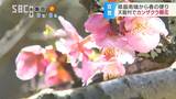 早くもサクラの便り…南信州で「カンザクラ」開花宣言、JR飯田線・伊那小沢駅のホームで花がほころび始める… 長野・天龍村|TBS NEWS DIG