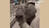 飼育中のカピバラ「ちょむすけ」が行方不明 園の外に逃げたか 「見かけても触れないで」警察が注意呼びかけ 東南植物楽園 | 沖縄のニュース|RBC 琉球放送