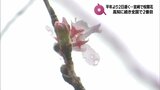 宮崎市で桜が開花　宮崎地方気象台　|　MRTニュース ｜ ＭＲＴ宮崎放送