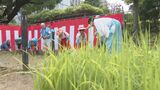 「植えた稲、雨風に負けないように」豊作と農業の発展願い「御田植祭」　福岡市・住吉神社　|　福岡のニュース｜RKB NEWS｜RKB毎日放送
