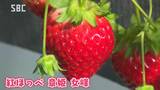 3種類のイチゴが食べ放題!ハウス栽培のイチゴ狩り始まる「紅ほっぺ」「章姫」「女峰」を食べ比べ 長野・伊那市|TBS NEWS DIG