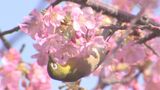 一足早く春の訪れ 河津桜と地元産のマグロ料理を堪能するフェア 大分・津久見市 | 大分のニュース|OBS NEWS|大分放送