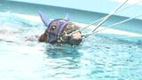 元気に“ウマく”泳ぐ馬 レース復帰目指して…競走馬のリハビリ施設でプール開き 福島・いわき市 | 福島のニュース│TUF