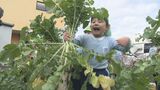 「おみそ汁作ってもらう」 幼稚園児がダイコンの収穫体験 大分 | 大分のニュース|OBS NEWS|大分放送