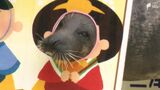 「“みとしー”にまた来たいと思ってもらえるように」アザラシの「ガブ」が大変身！伊豆・三津シーパラダイスでひな祭り限定パフォーマンス＝静岡・沼津市|TBS NEWS DIG