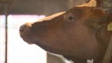 暑すぎて…牛が夏バテで牛乳出なくなるおそれ|TBS NEWS DIG