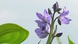 準絶滅危惧種のミズアオイ 無農薬の水田で青紫色のかわいらしい花を咲かせる 北杜市・アルソア | 山梨のニュース | UTYテレビ山梨