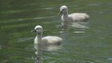 「5羽の白鳥のヒナ」が大人気 “清音ふるさとふれあい広場”　さらに卵数個確認　新たなヒナも誕生か【岡山】　|　岡山・香川のニュース | 天気 | RSK山陽放送