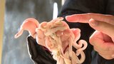 「ちっちゃくてかわいい、ペロペロ舌伸ばして」10匹の白ヘビの赤ちゃん 福岡県大川市の三宝神社で誕生 来年は巳年 | 福岡のニュース|RKB NEWS|RKB毎日放送