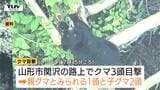 山形・酒田・米沢でクマ目撃相次ぐ 山形市関沢では親子クマ3頭も… 各自治体が警戒呼びかけ | 山形のニュース│TUYテレビユー山形