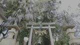 きれいに咲き誇るのは2年に一度ほど 樹齢250年超え 大フジが見頃 福島 | 福島のニュース│TUF
