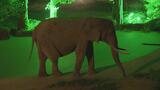 「昼とは違って動物たちがよく動いてる」八木山動物公園の夜間開園に6千人 4年ぶり通常開催 仙台|TBS NEWS DIG