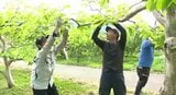 農業と福祉の現場つなぐ「農福連携」の取り組みを知って!人手不足に悩む農家と賃金アップ課題の障がい者の福祉事業所をつなぐ取り組み…長野・下條村で体験会「お試しノウフク」 | SBC NEWS | 長野のニュース | SBC信越放送