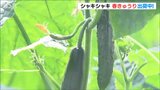 味噌×マヨ、しょうゆ×ショウガで食べてね!キュウリの“王子”出荷はじまる 新潟市白根 | 新潟のニュース・天気|BSN NEWS|BSN新潟放送