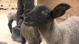 牧場でベビーラッシュ！ カワイイ！ ヒツジの赤ちゃんが70匹誕生　ミルクやエサやり体験も　GWは山梨へ|TBS NEWS DIG