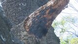 火の気のない緑地帯で木が燃える 不審火の可能性も 大分 | 大分のニュース|OBS NEWS|大分放送