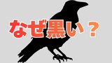 カラスはなぜ真っ黒？「黒さを生み出すスイッチ」が切れることなく入り続けている可能性【岡山大学】　|　岡山・香川のニュース | 天気 | RSK山陽放送
