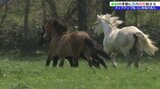 相の沢牧野で今シーズンの馬の放牧が始まる 「チャグチャグ馬コ」参加の馬も 岩手・滝沢市|TBS NEWS DIG